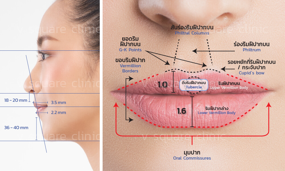ลักษณะริมฝีปากที่ดี
