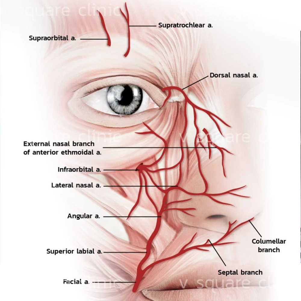 Face arteries