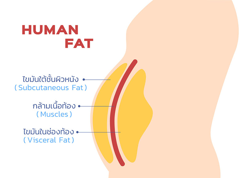 ไขมันช่องท้อง (visceral fat) คืออะไร