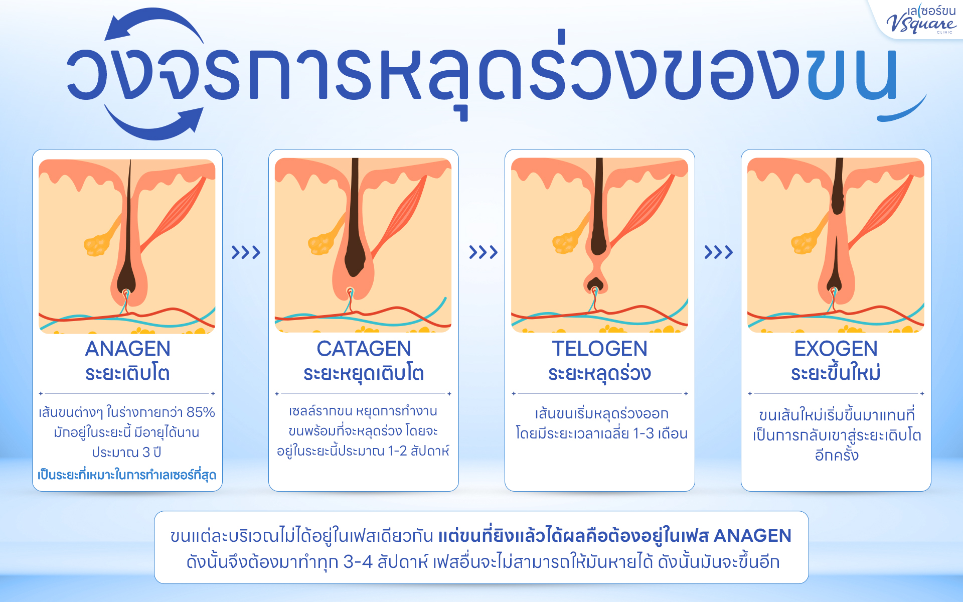 วงจรของเส้นขน